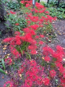 2014.9.20曼珠沙華