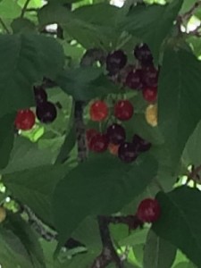 FullSizeRender桜の実1