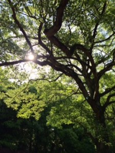 FullSizeRender東山1