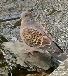 FullSizeRenderキジバト１