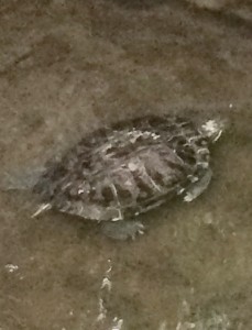 FullSizeRender亀１