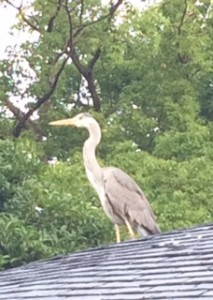 FullSizeRenderサギ1