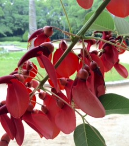 FullSizeRenderかいこうず2