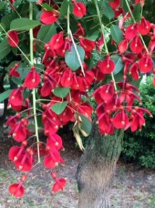 1FullSizeRenderかいこうず